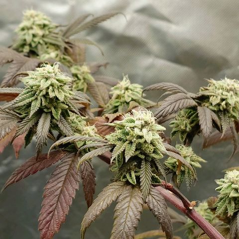 Northern Lights growlog timeline photo