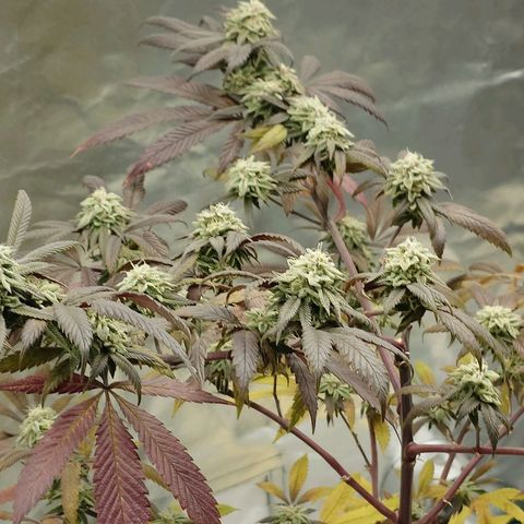 Northern Lights growlog timeline photo