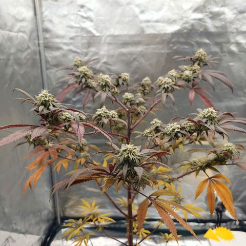 Northern Lights growlog timeline photo