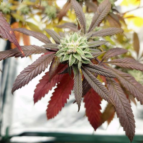 Northern Lights growlog timeline photo