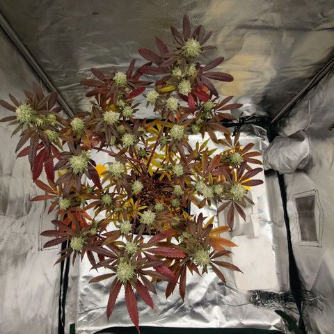 Northern Lights growlog timeline photo