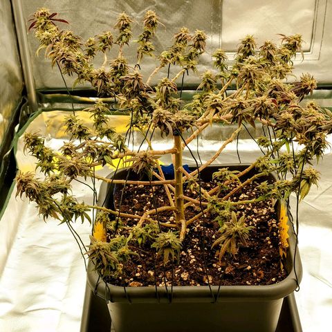 Tatanka Brothers growlog photo: Tatanka Nr, 1 Kahlgeschoren.