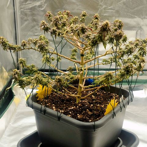 Tatanka Brothers growlog photo: Tatanka Nr, 1 Kahlgeschoren.