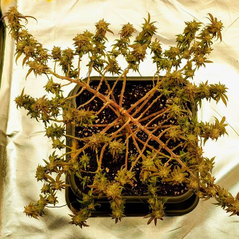 Tatanka Brothers growlog photo: Tatanka Nr, 1 Kahlgeschoren.