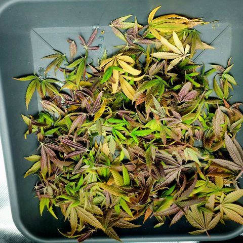 Tatanka Brothers growlog photo: Verschnitt