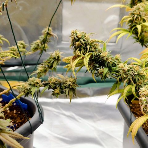 Tatanka Brothers growlog photo: Der Vergleich. 
Links Tatanka Nr.1
Rechts Tatanka Nr.2