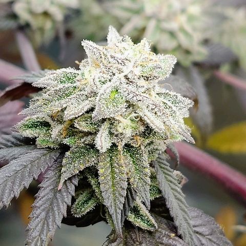 Northern Lights growlog timeline photo