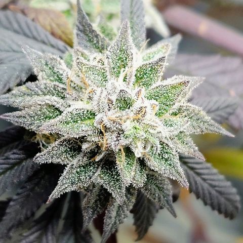 Northern Lights growlog timeline photo