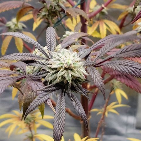 Northern Lights growlog timeline photo