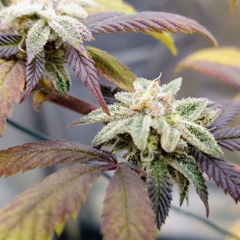 Northern Lights growlog timeline photo