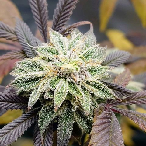 Northern Lights growlog timeline photo