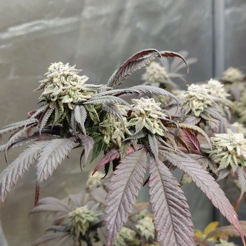 Northern Lights growlog timeline photo