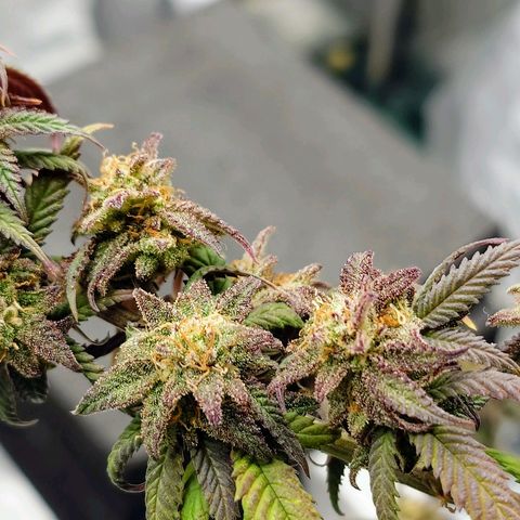 Tatanka Brothers growlog timeline photo