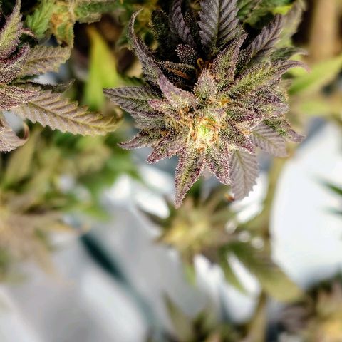 Tatanka Brothers growlog timeline photo