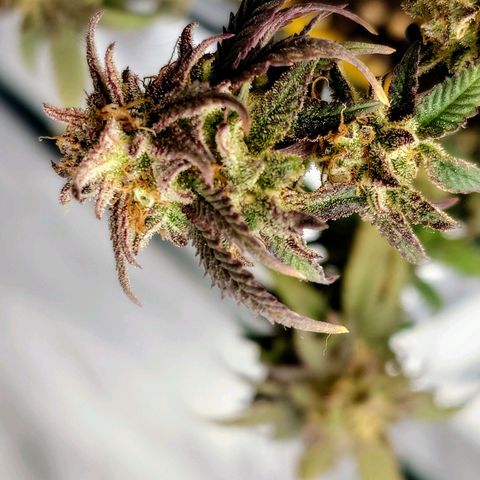 Tatanka Brothers growlog timeline photo