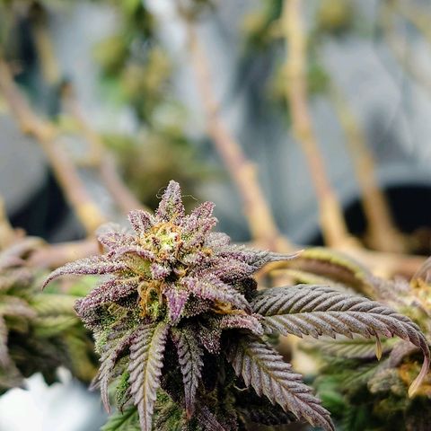 Tatanka Brothers growlog timeline photo