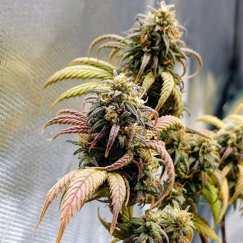 Tatanka Brothers growlog timeline photo