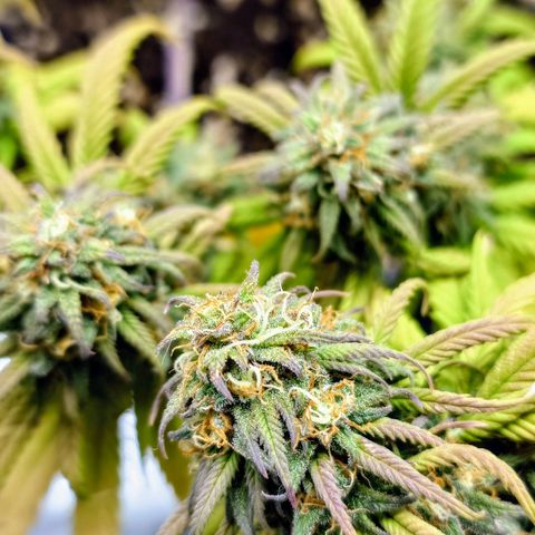 Tatanka Brothers growlog timeline photo