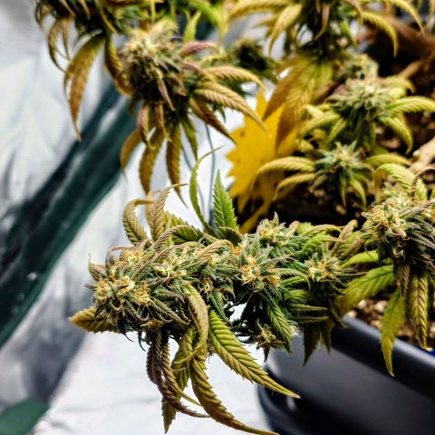 Tatanka Brothers growlog timeline photo