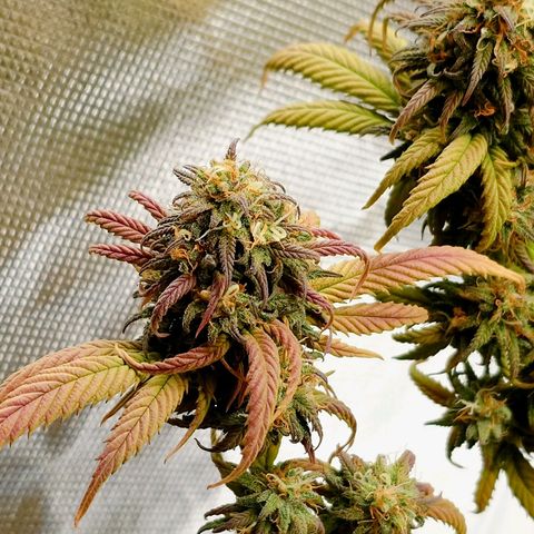 Tatanka Brothers growlog timeline photo