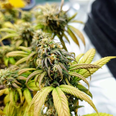 Tatanka Brothers growlog timeline photo