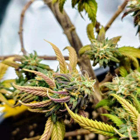 Tatanka Brothers growlog timeline photo