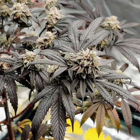 Northern Lights growlog timeline photo