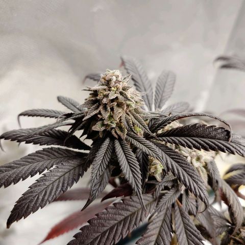 Northern Lights growlog timeline photo