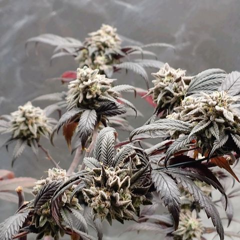 Northern Lights growlog timeline photo