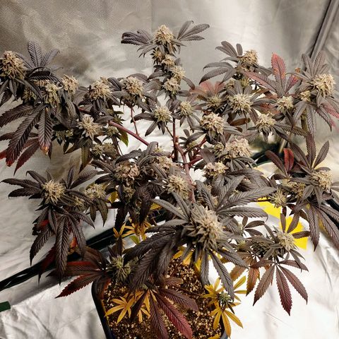 Northern Lights growlog timeline photo