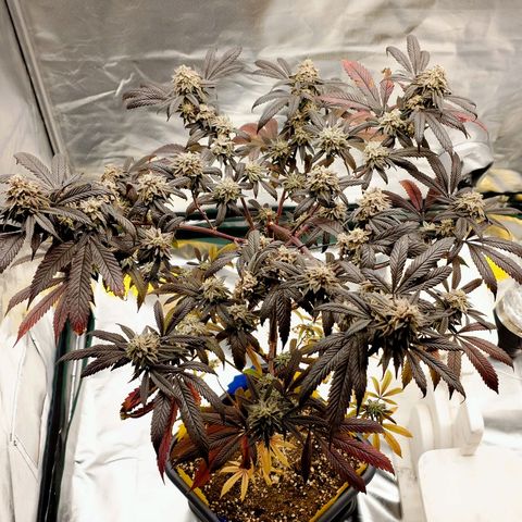 Northern Lights growlog timeline photo