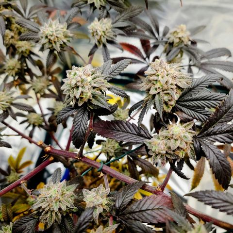 Northern Lights growlog timeline photo