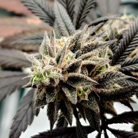 Northern Lights growlog timeline photo