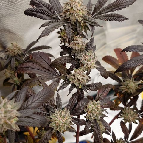 Northern Lights growlog timeline photo