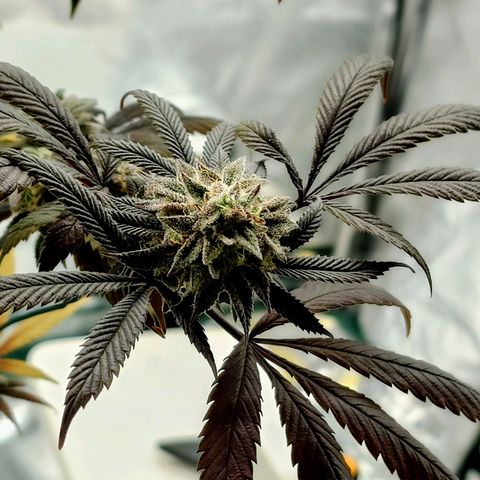 Northern Lights growlog timeline photo