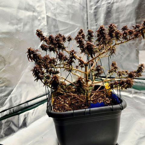 Tatanka Brothers growlog photo: Tatanka Nr.1