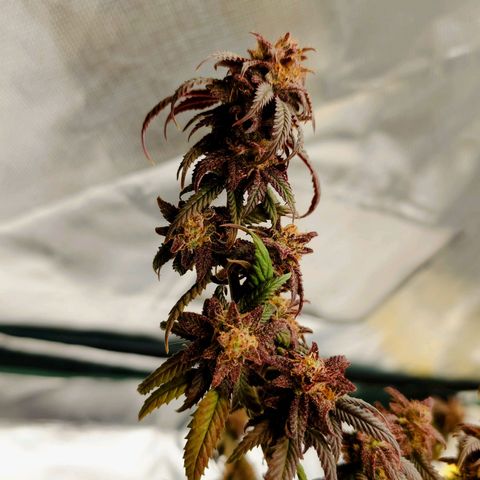 Tatanka Brothers growlog photo: Tatanka Nr.1
