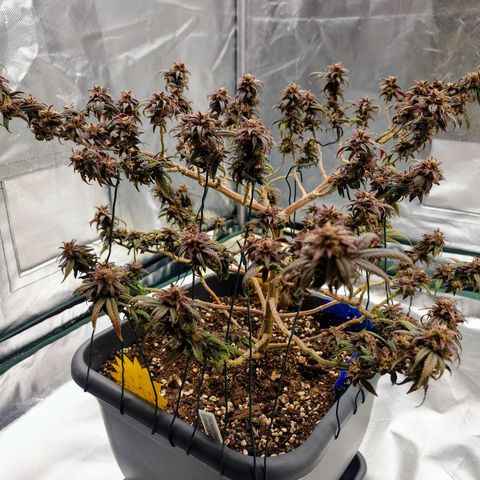 Tatanka Brothers growlog photo: Tatanka Nr.1