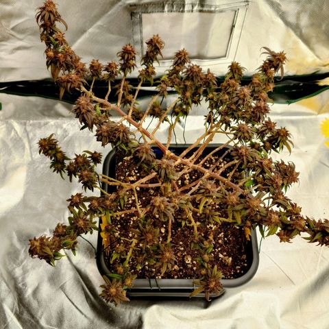 Tatanka Brothers growlog photo: Tatanka Nr.1