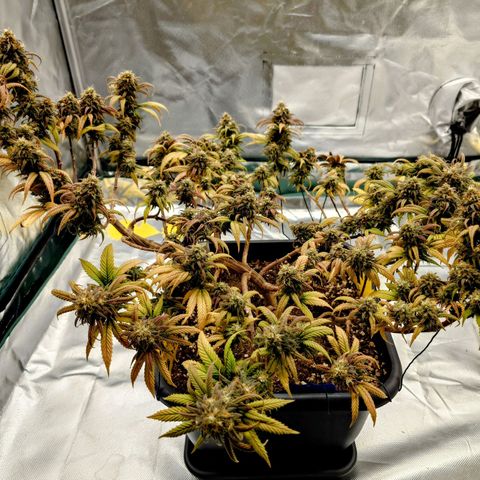 Tatanka Brothers growlog photo: Tatanka Nr.2