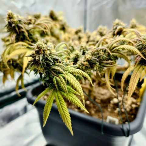 Tatanka Brothers growlog photo: Tatanka Nr.2