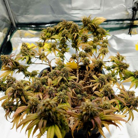 Tatanka Brothers growlog photo: Tatanka Nr.2