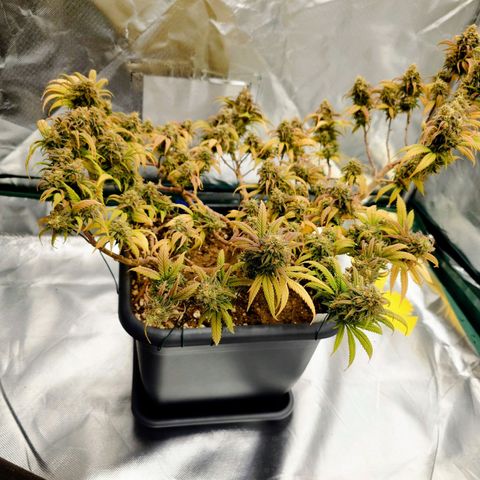 Tatanka Brothers growlog photo: Tatanka Nr.2