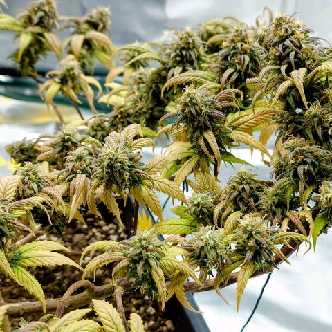 Tatanka Brothers growlog photo: Tatanka Nr.2