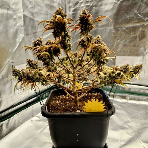 Tatanka Brothers growlog photo: Tatanka Nr.2