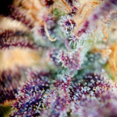 Tatanka Brothers growlog photo: Tatanka Nr.1