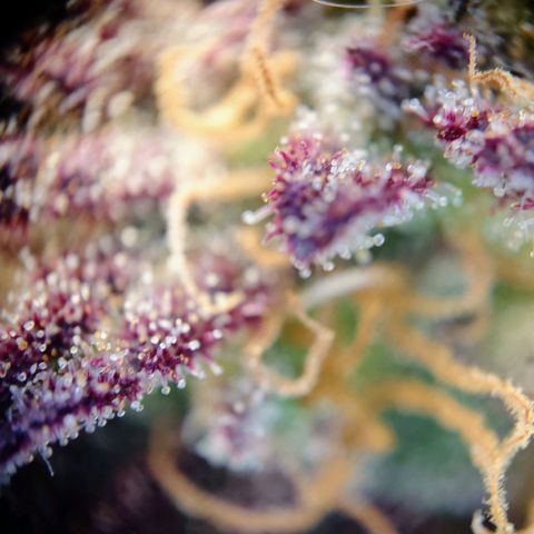 Tatanka Brothers growlog photo: Tatanka Nr.1