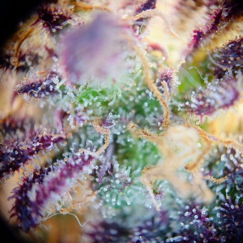 Tatanka Brothers growlog photo: Tatanka Nr.1