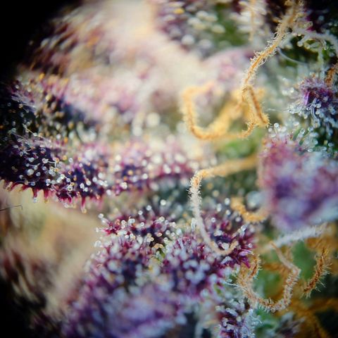 Tatanka Brothers growlog photo: Tatanka Nr.1