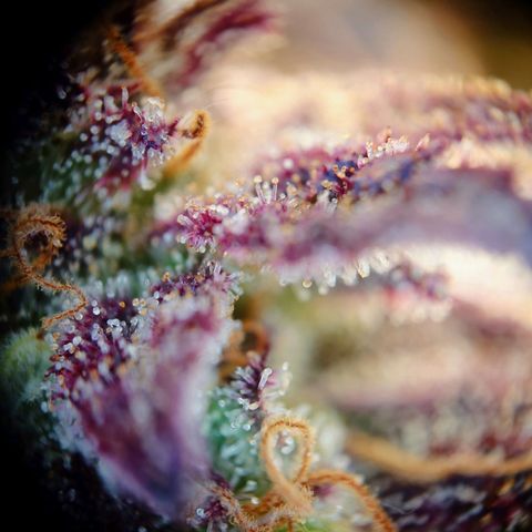 Tatanka Brothers growlog photo: Tatanka Nr.1